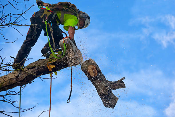 How Our Tree Care Process Works  in  Fairfield, IA